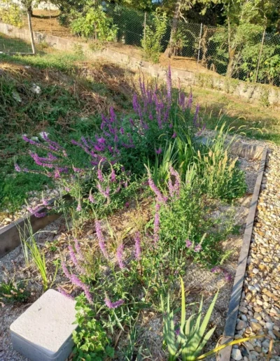 Phytoépuration - Filtre horizontal enterré